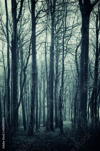 trees in dark forest, mysterious landscape