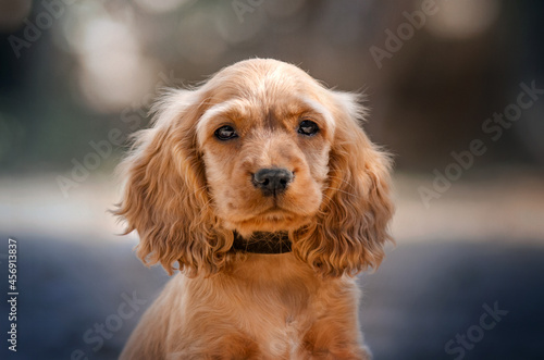 english cocker spaniel dog cute sad puppy magical portrait 