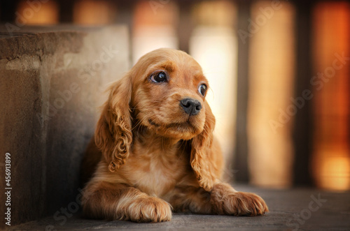 english cocker spaniel dog cute sad puppy magical portrait 