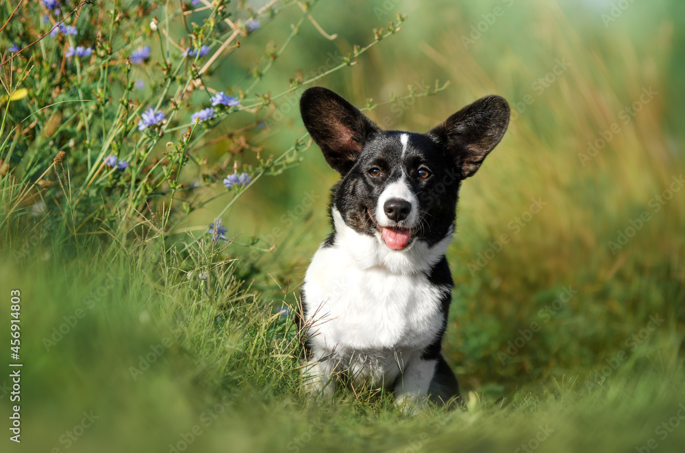welsh corgi cardigan lovely spring nature walk magical puppy portrait
