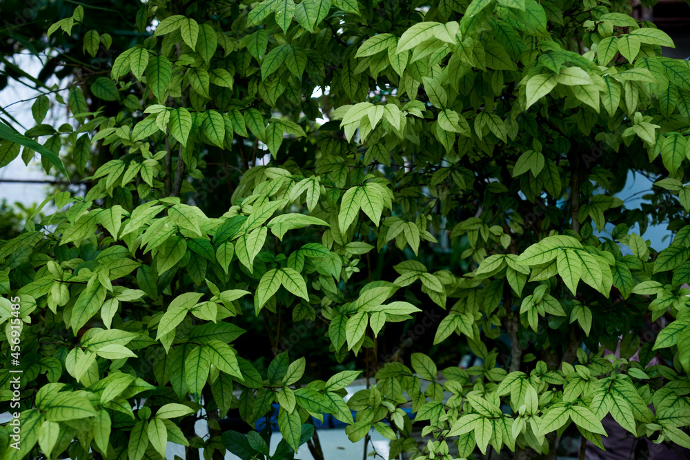 Obraz premium green leaves in the forest