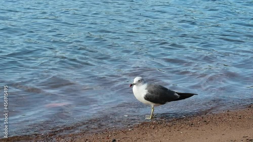 the seagull shakes its leg. seagull itches with its paw on the beach
