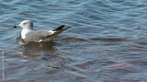 russian seagull swimming in the blue sea