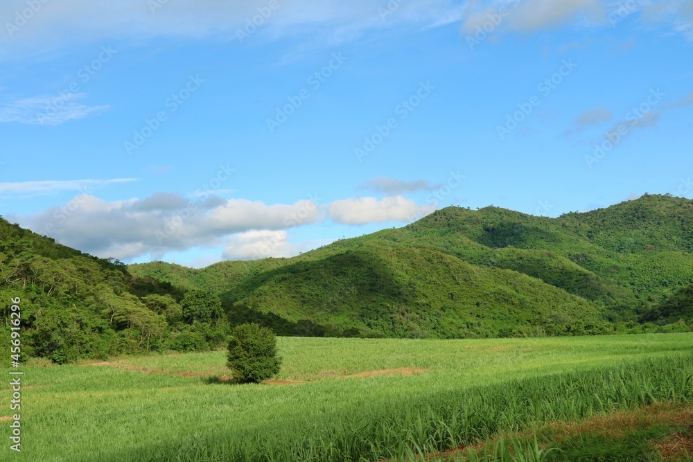 Beautiful view of farmland with sugar cane in the cane fields with mountain background. Nature and agriculture concept. Beautiful view of farmland with sugar cane in the cane fields with mountain background. Nature and agriculture concept.