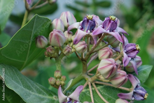 Purple Crown Flowers, Giant Indian Milkweed, with green leaves background. The typical kinds of flowers presented to the Teachers’ Day Observation.