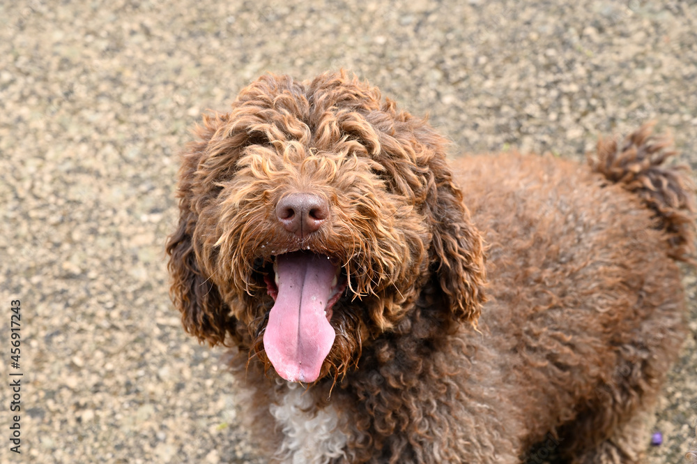 Fototapeta premium perro de aguas español