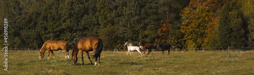 The banner. Horses graze on the farm in the fresh air. Beautiful autumn landscape with pets.