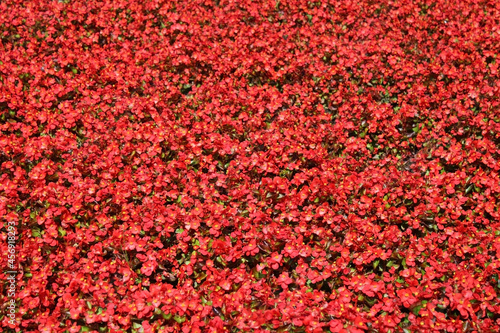 Red flower petals as background