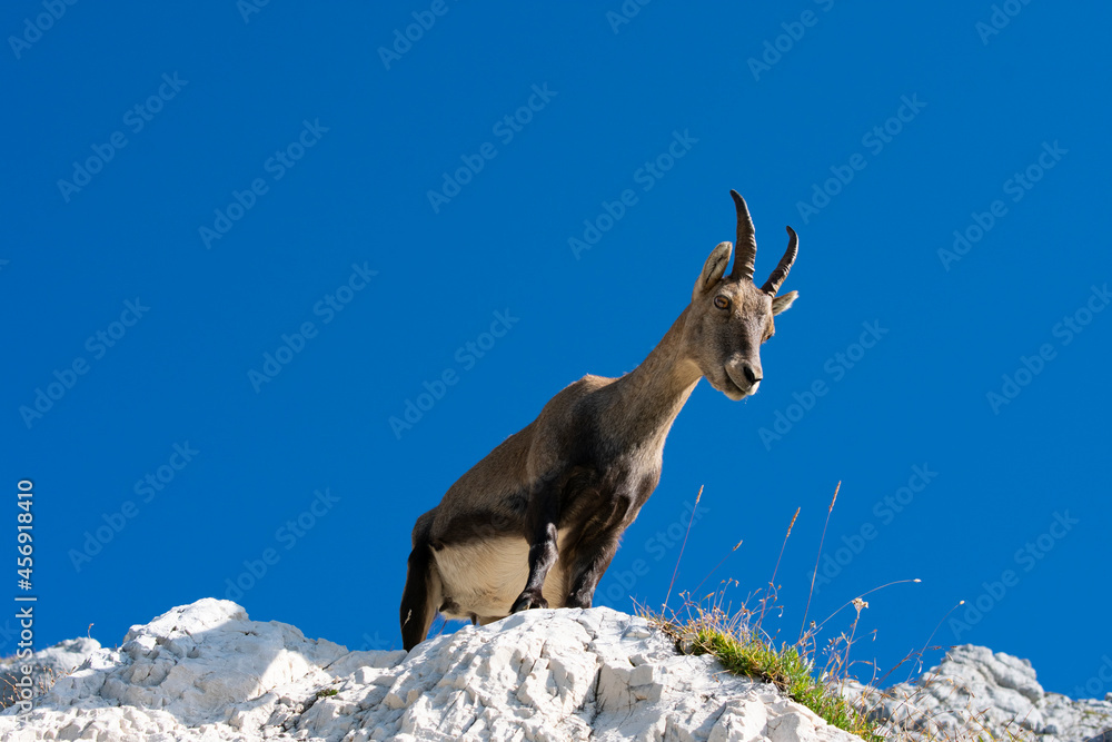 Ibex at Cima di Terrarossa (Alps in Friuli Venezia Giulia) Ibex at Cima di Terrarossa (Alps in Friuli Venezia Giulia)
