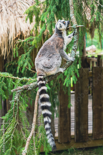 Curious lemur
