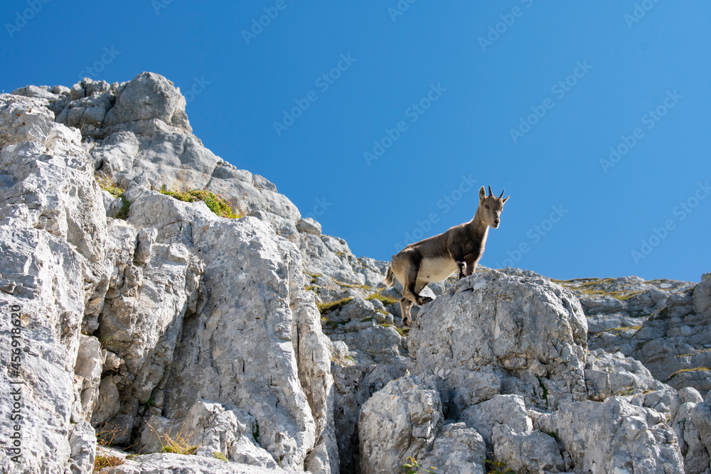 Ibex puppy at Cima di Terrarossa (Alps in Friuli Venezia Giulia) Ibex puppy at Cima di Terrarossa (Alps in Friuli Venezia Giulia)