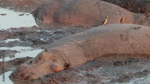 two hippos motionless in mud, yellow-billed oxpeckers on their back, pecking, medium shot photo