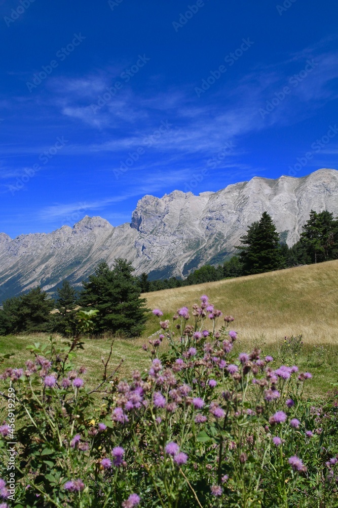 Fototapeta premium Chardons en montagne