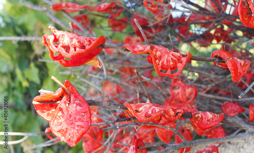 traditional style dried tomatoes