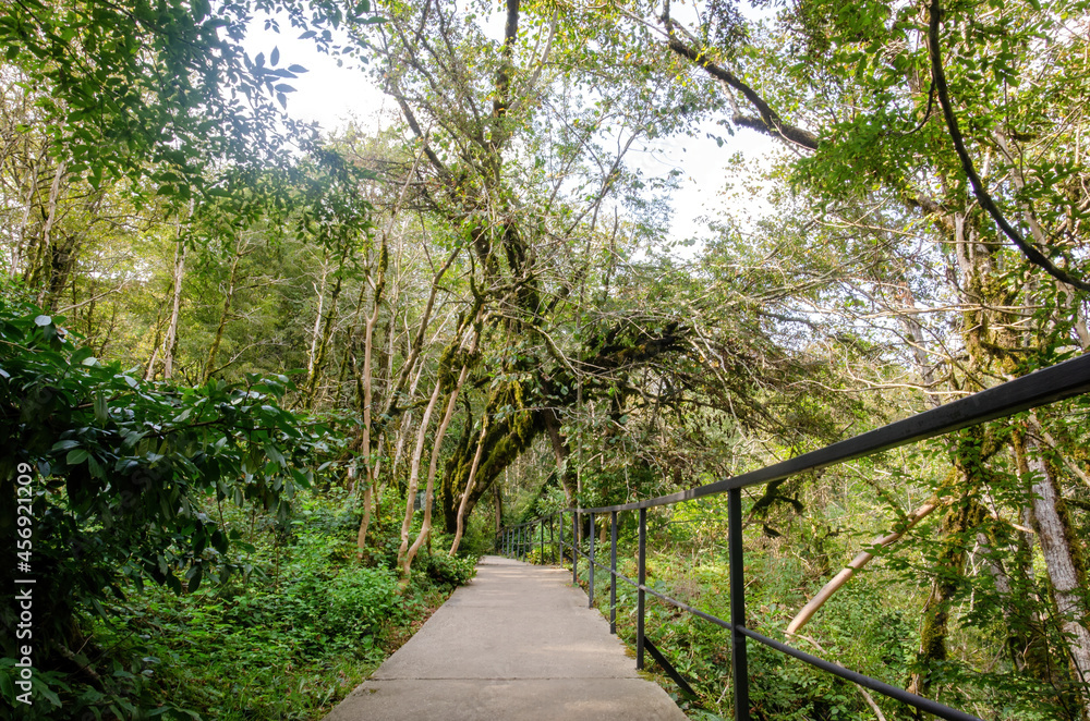 Obraz premium path in the park