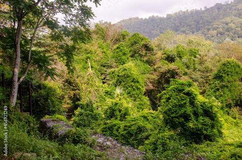 green forest in the mountains