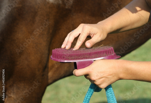 Girl cleans the brush after groom horse photo