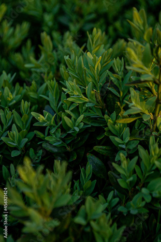 green leaves background