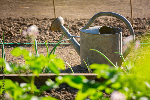 Petit jardin potager, agriculture et arrosoir au printemps.