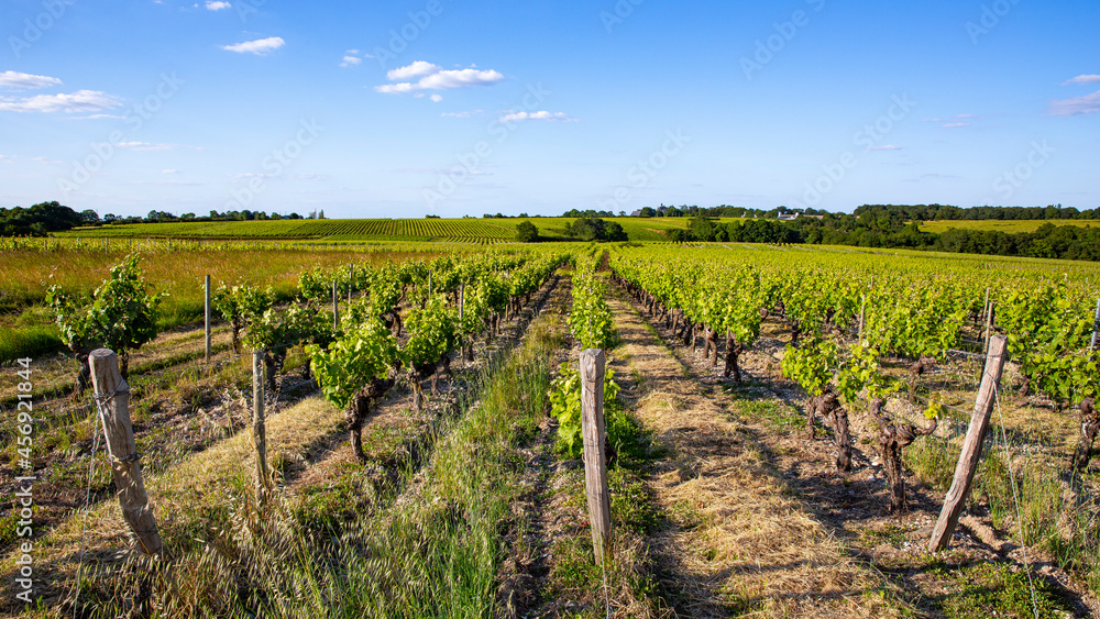 Paysage de vigne, vignoble en France avant les vendanges.