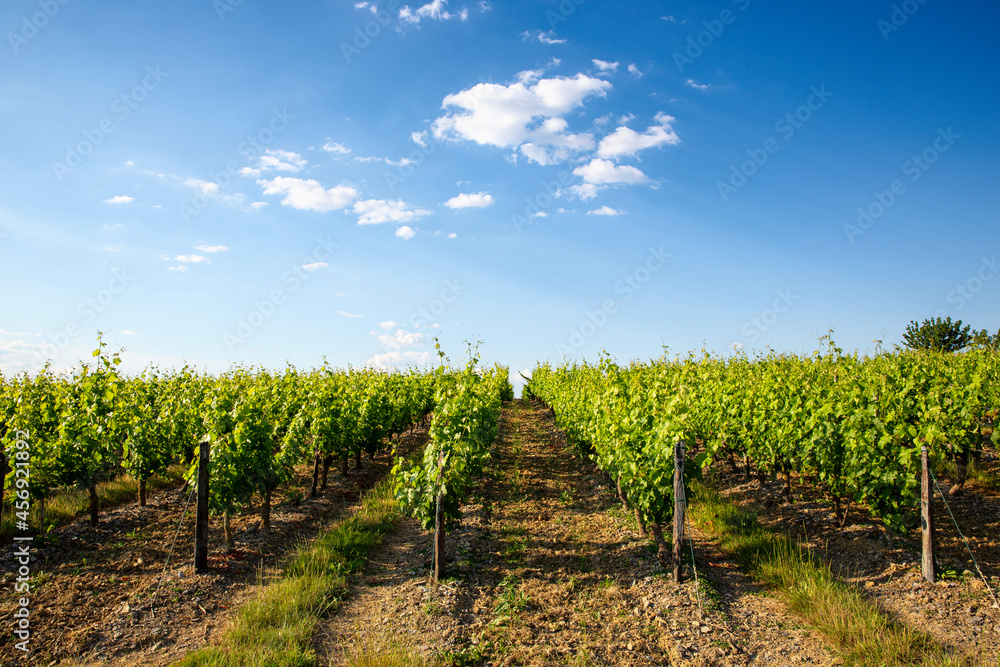 Paysage et vigne au printemps pour la récolte du raisin et la fabrication du vin.