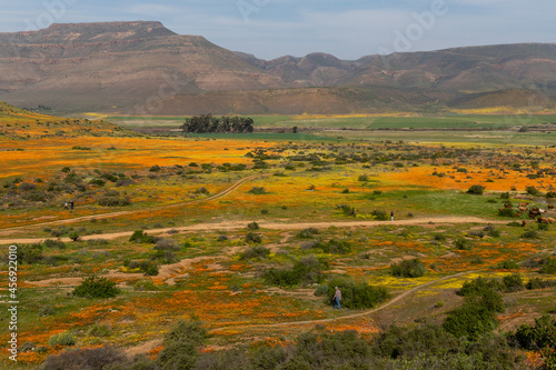 Panoramic view of beautiful wild flowers in full bloom with mountains in the background in Namaqualand  South Africa