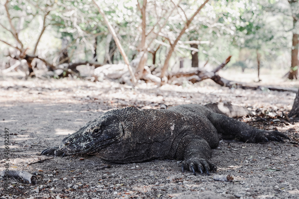 A rare komodo dragon laying on the ground on Komodo Island Labuan Bajo Indonesia A rare komodo dragon laying on the ground on Komodo Island Labuan Bajo Indonesia