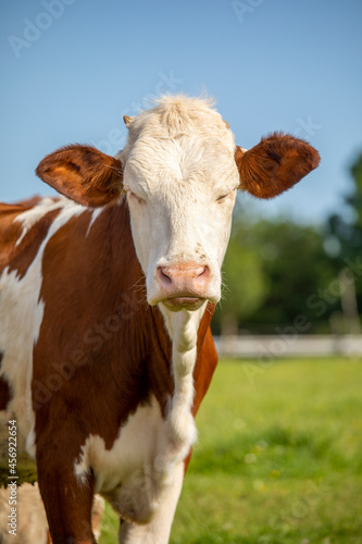Bien être animal, vache heureuse dans les champs en pleine nature. © Thierry RYO