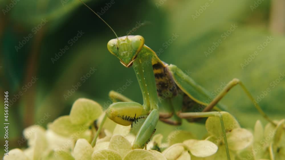 A large green mantis sits on a flower. He looks into the camera and moves his whiskers. Selective focus. The concept of insects in the wild A large green mantis sits on a flower. He looks into the camera and moves his whiskers. Selective focus. The concept of insects in the wild
