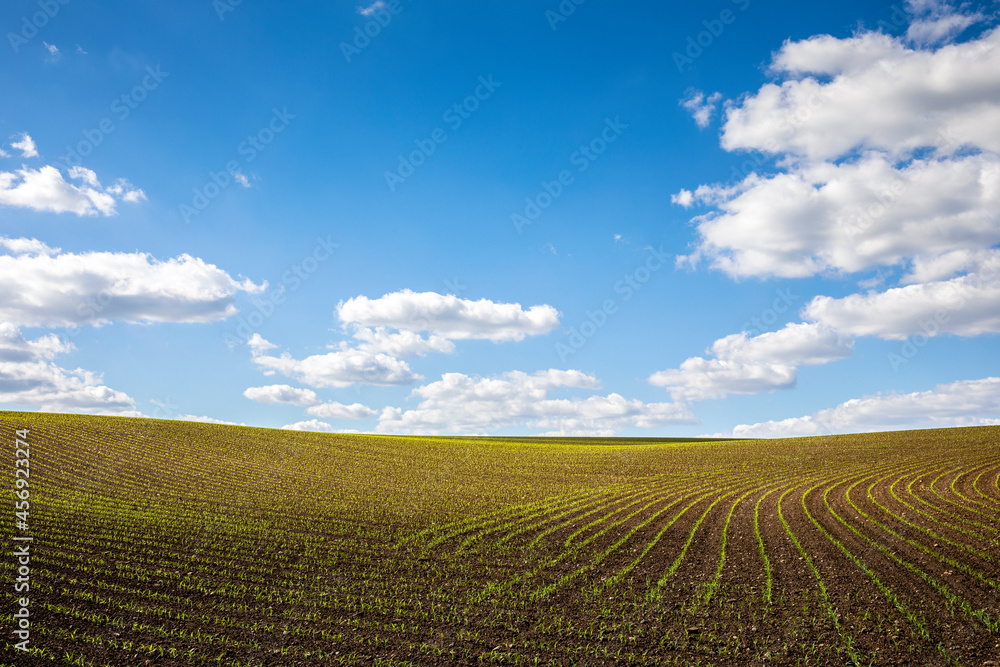 Paysage agricole, campagne et jeunes pousses dans les champs au printemps.