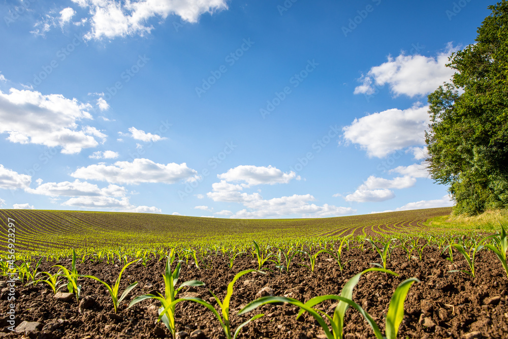 Plantation de maïs, jeune plant dans les champs en campagne.