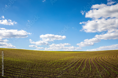 Paysage agricole, campagne et jeunes pousses dans les champs au printemps. © Thierry RYO