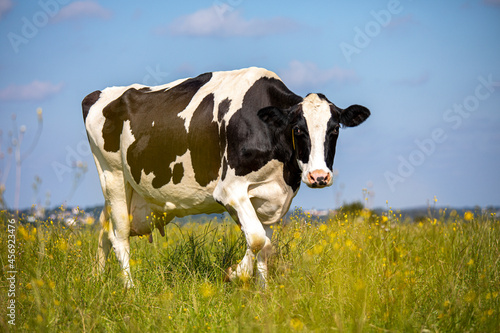 Vache laitière en campagne au milieu de l'herbe et des fleurs.