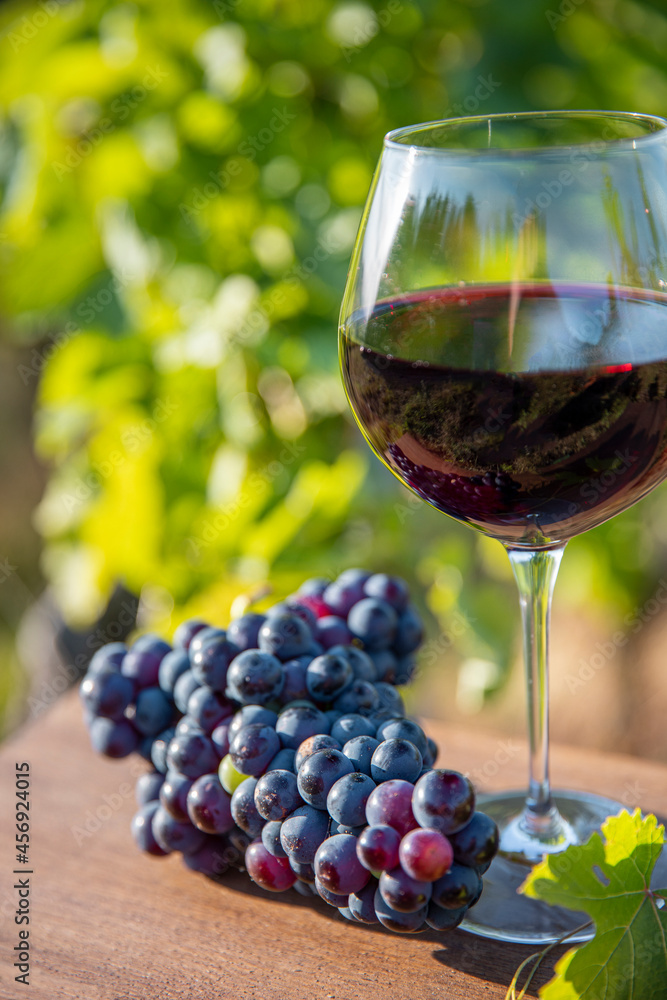 Verre de vin rouge au soleil et grappe de raisin noir dans les vignes.