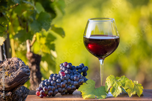 Verre de vin rouge dans les vignes et grappe de raisin noir au soleil.