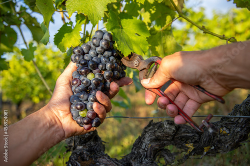 Main du viticulteur récoltant le raisin noir dans les vignes durant les vendanges en France. photo