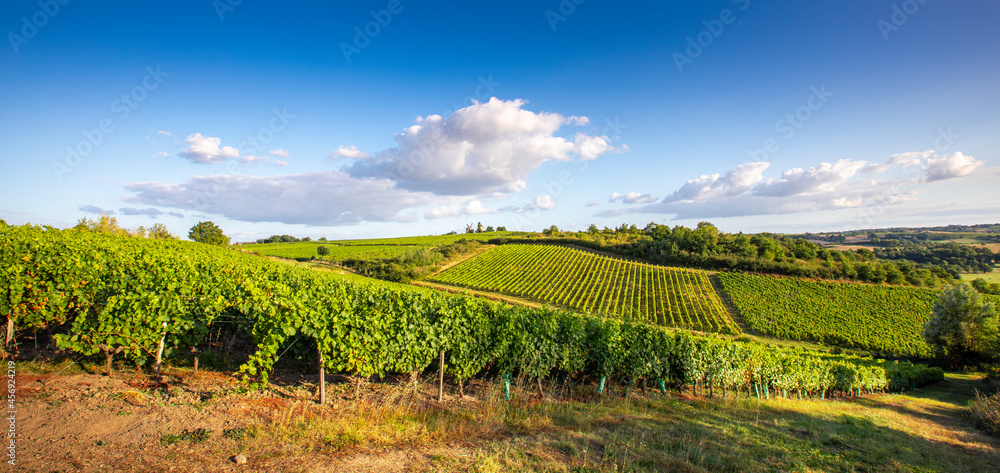 Paysage d'un vignoble en Anjou dans les coteaux du Layon en France.