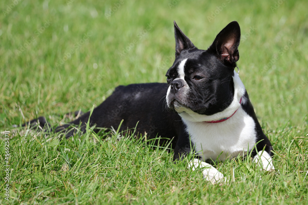 Boston Terrier on grass