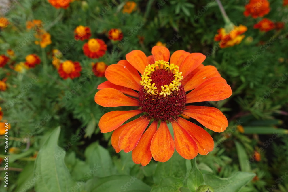 Vibrant orange flower head of Zinnia elegans in July Vibrant orange flower head of Zinnia elegans in July