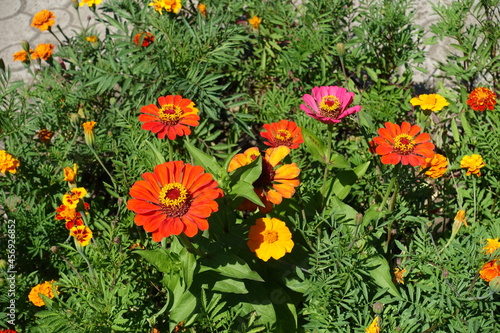 Bright red, orange, pink and yellow flowers of Zinnia elegans in July