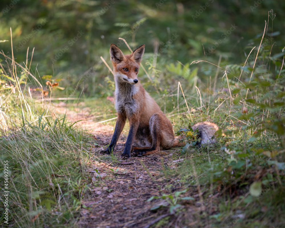 Red fox sitting in the woods
