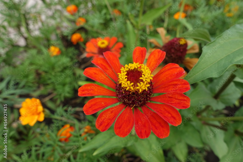 Scarlet red flower head of Zinnia elegans in July Scarlet red flower head of Zinnia elegans in July