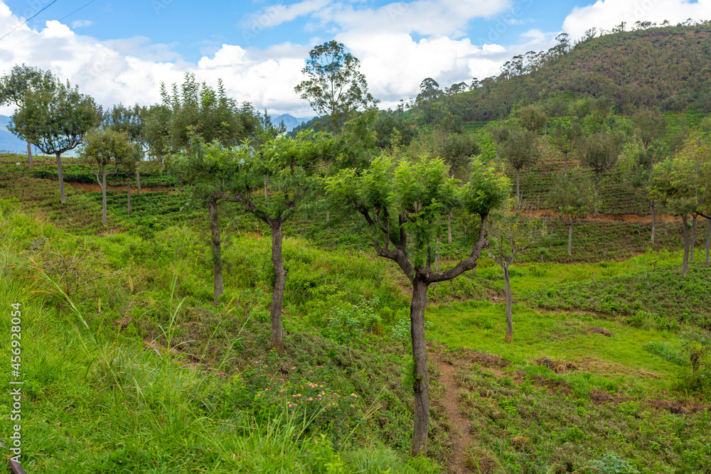 Fototapeta premium Picturesque natural landscape. Green tea plantations in the highlands. Growing tea