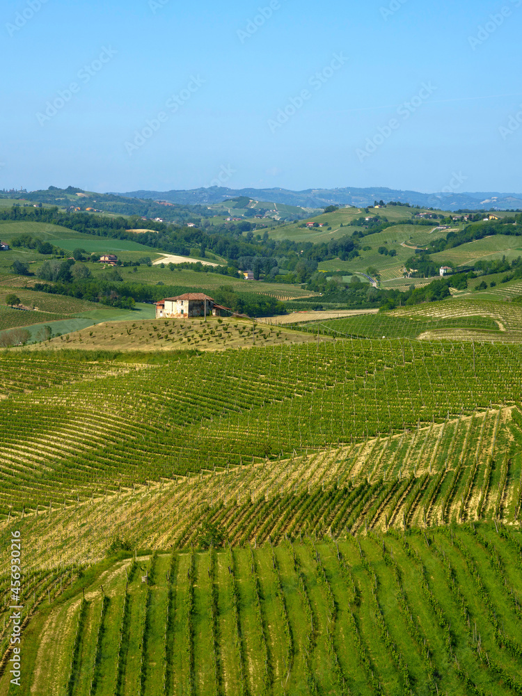 Vineyards of Monferrato near Nizza at springtime