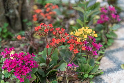 Wallpaper Mural Flowers of Lobularia maritima in flowering period. Torontodigital.ca