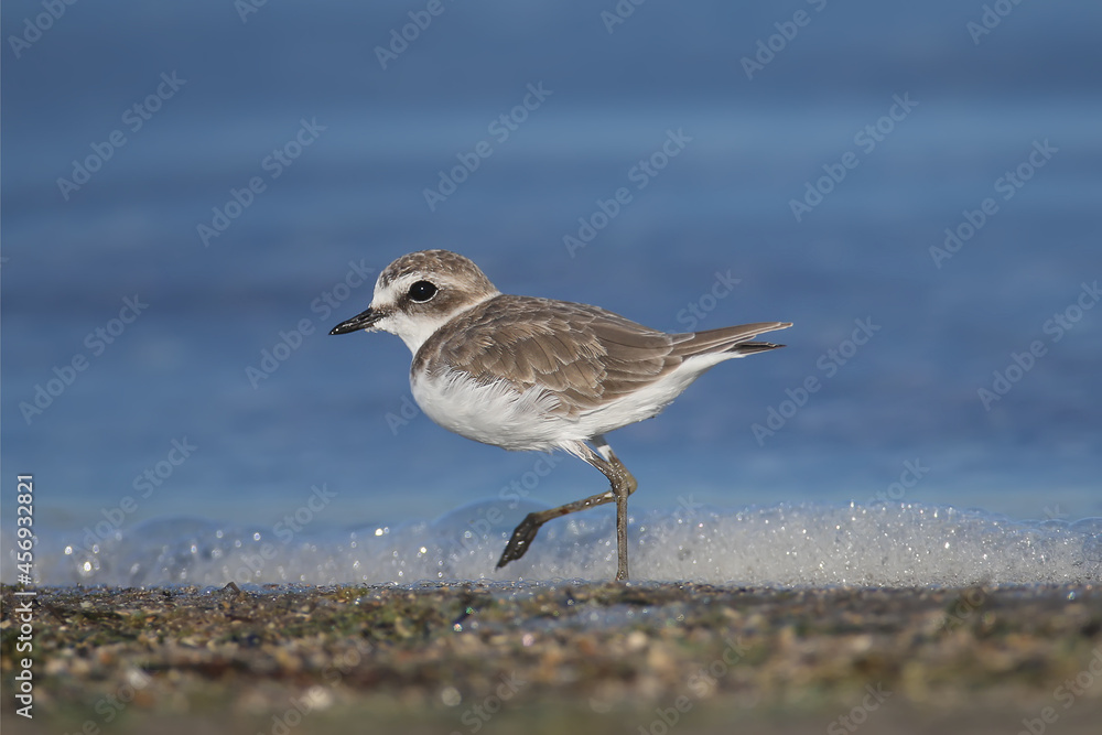 A very close-up photo of a Kentish plover (Charadrius alexandrinus) in winter plumage was shot on the foam against the background of the blue water of the estuary A very close-up photo of a Kentish plover (Charadrius alexandrinus) in winter plumage was shot on the foam against the background of the blue water of the estuary