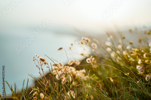 Beautiful natural landscape with fluffy grass in the foreground on the top of the mountain