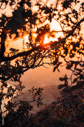 Mountain landscape at sunset photographed through the branches of trees