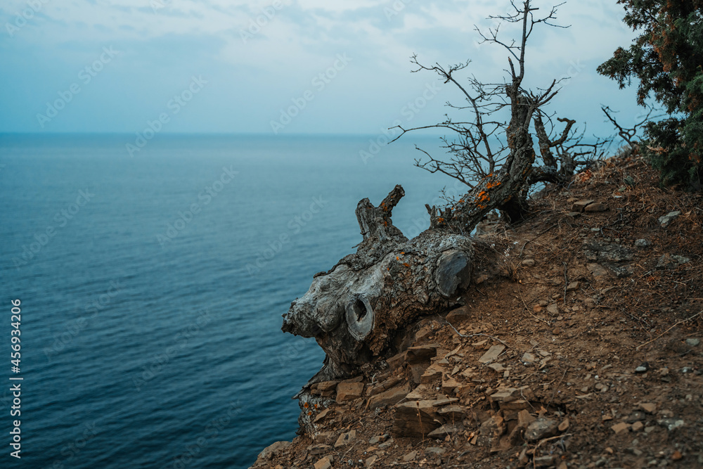 A log with a beautiful texture on the edge of a cliff overlooking the sea