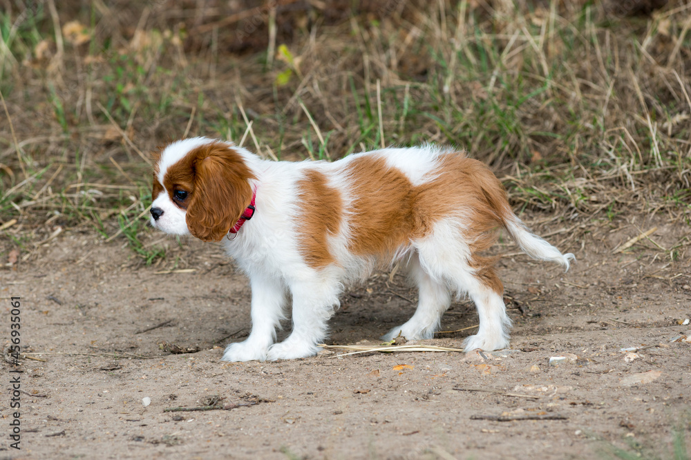 Chiot Cavalier King Charles 